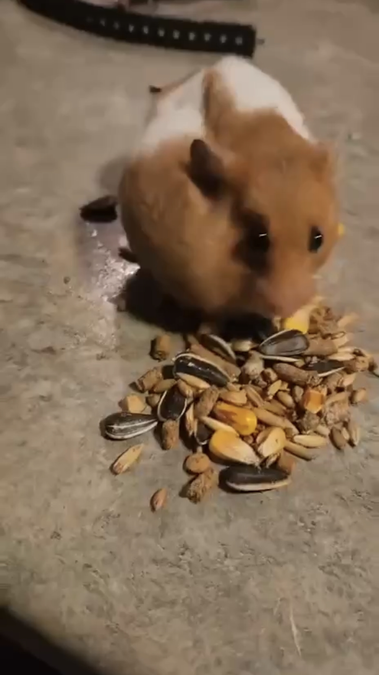 Хомяк, разгружай!..🐹