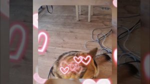 1000055317.mp4 (Собака наблюдает за устройством лестницы на 2-ой этаж в доме А-фрейм)