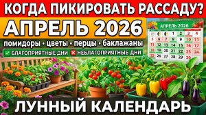 Когда пикировать и пересаживать рассаду ПОМИДОРОВ И ПЕРЦЕВ в апреле 2026 по лунному календарю