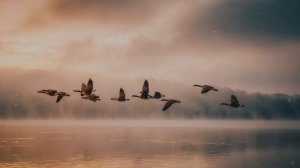 Гусиная стая.mp4