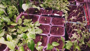 Обзор всей рассады для огорода на 7 апреля! Томаты повесили уши в теплице.