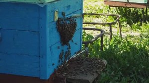 Весенние подсиление семей лётной пчелой