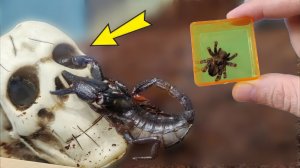 Мой Скорпион застрял в черепе! Паулина нашлась, но все очень плохо...