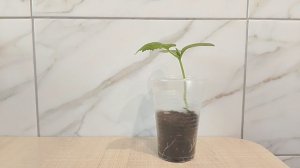 Готовится к апокалипсису страничка надежды