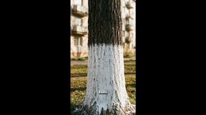 Субботники во дворах СССР