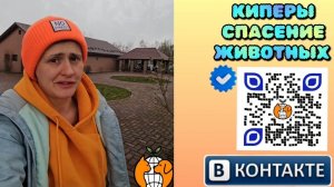 Репортаж из будки. Сара, спасенная зимой куда-то едет