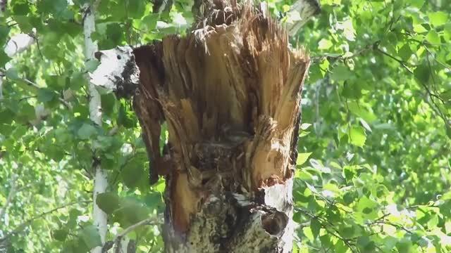 Гнездо серой мухоловки