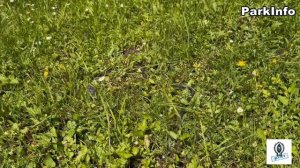 Змеи Сочинского национального парка - колхидский уж и кавказская гадюка