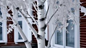 Бухаринов Михаил. Белая береза. Есенин