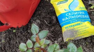 Чем подкормить розы весной. Первая минеральная подкормка.