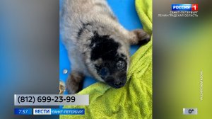 Вести Санкт-Петербург. Выпуск 07.35 от 08.04.2026