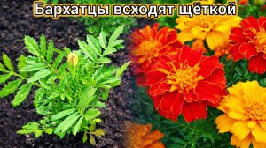Рассада Бархатцев всходит щёткой! Секрет жирненькой рассады цветов бархоток