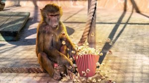 Мешок попкорна ГАМАДРИЛАМ! Реакция Люси, Стёпы и Мани!