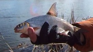 Магия весенней проводки: Тестируем Drennan Acolyte 17ft & Abu Garcia Zenon | Открытие сезона 2026