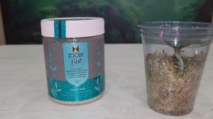 Первые итоги использования ЦИОН БИО с орхидеей мериклоном.