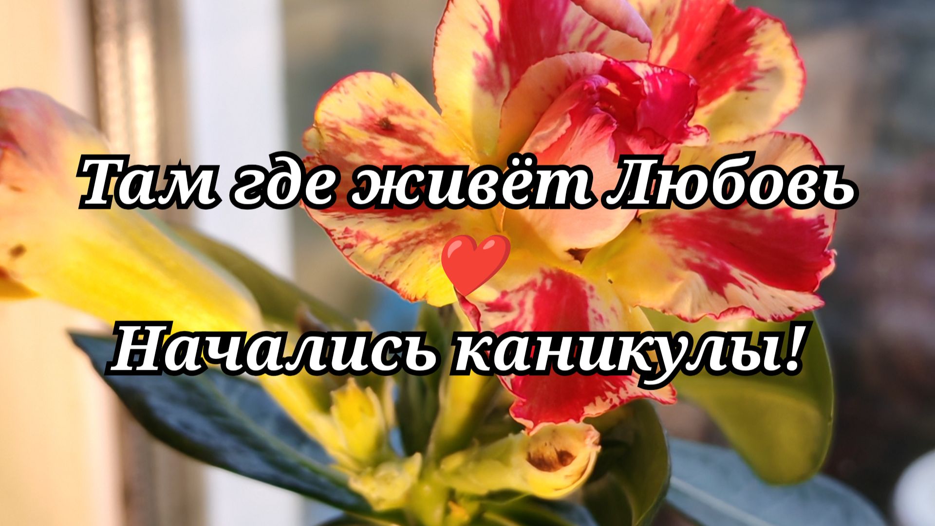 #117 Начались Каникулы!