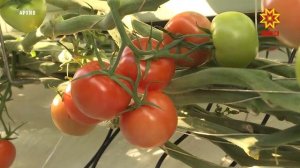 В Чувашии с начала года собрали около 6 тысяч тонн тепличных овощей