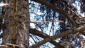 Красавицы - прячутся...