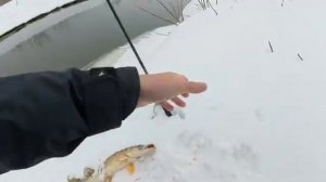 РЕКА ОТТАЯЛА И НАЧАЛСЯ ЖОР НА СПИННИНГ! Первая рыбалка по открытой воде 2026