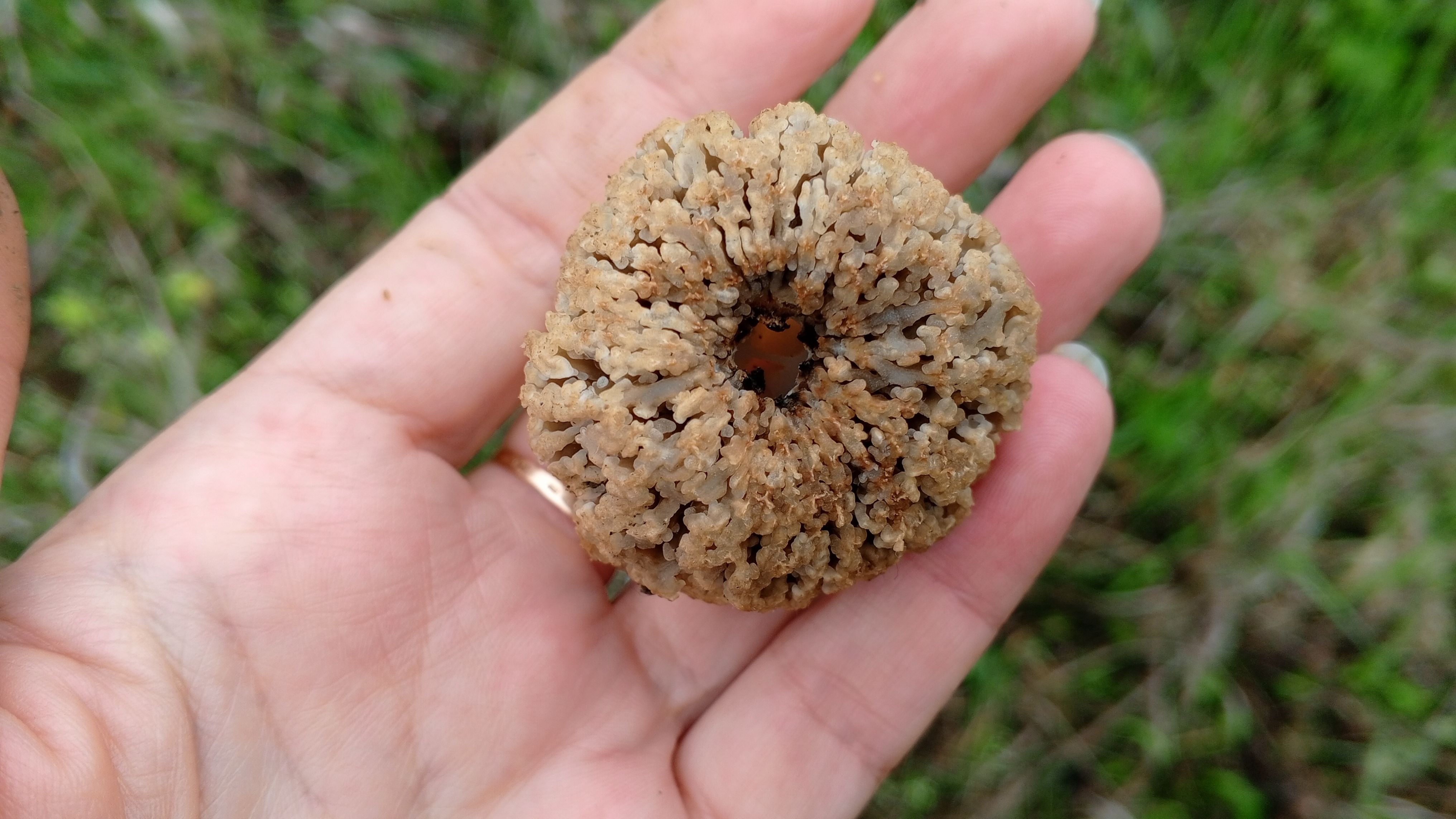 В этом году со сморчками что-то непонятное