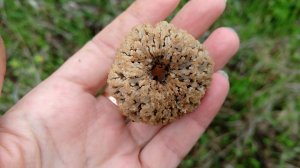 В этом году со сморчками что-то непонятное