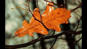 М. Лермонтов.  Листок