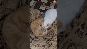 Старший братик  Рыжуля-Прыжуля поводился с малышами 🌜😻❤️🐈🐈🐈😻✨️