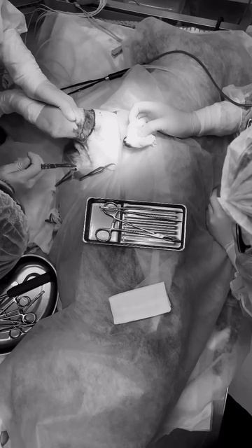 Ветеринарные будни