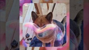 1000055451.mp4 (Собака наблюдает за устройством лестницы на 2-ой этаж в доме А-фрейм)