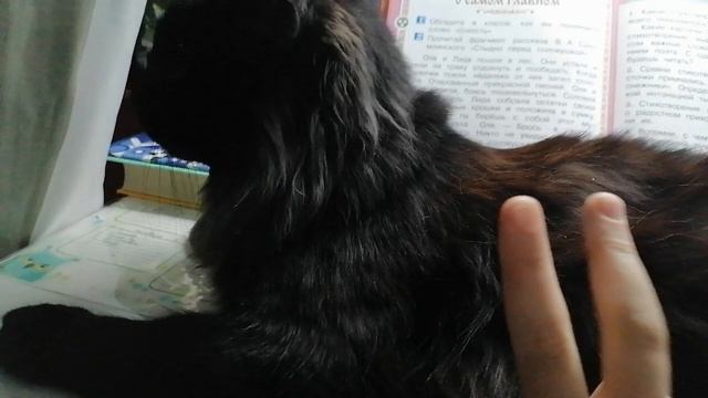 кот 3 в 1 смотреть онлайн