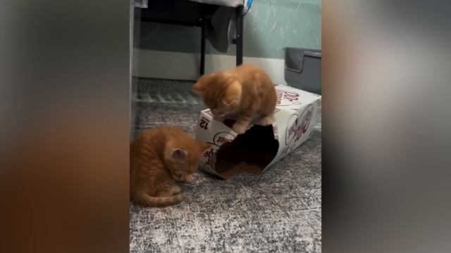Милые котята смотреть онлайн