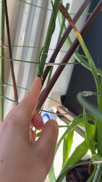 Пирамидальный аспарагус?