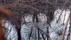 охота на весеннего🦆 селезня.🌅 вечерка