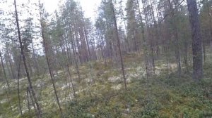 Охота и рыбалка в тайге. Щуки на спиннинг, кружки, самоловки. Охота на рябчика. Грибы.