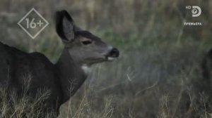 Аляска: Семья из леса 12 сезон 2 серия (реалити-шоу, 2021)