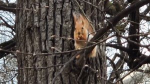 Разноцветная белка.