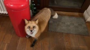 Лиса-Алиса. Самая послушная лиса, если речь идет о курице