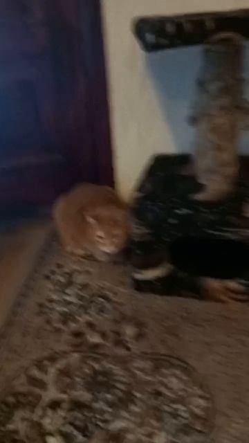 Котик Рыжик у домика