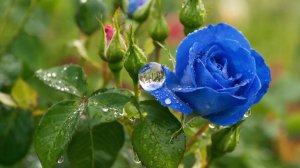 Музыка. Прекрасный день!