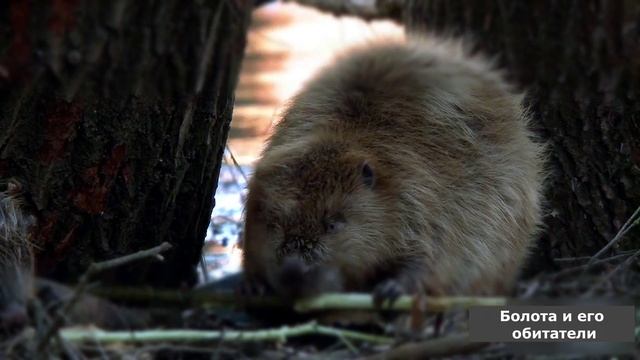 Обитатели болот 2