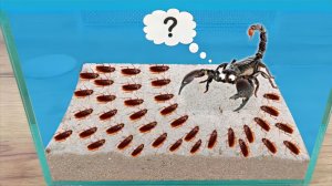 Что если голодный Скорпион увидит сразу 1000 голодных тараканов