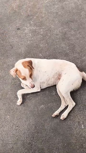 При дверях Храма Ганеши в г. Пудучерри мирно лежит собачка, слушает мантры. Она не боится людей.