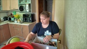 Пересадила цветы / Посадила гладиолусы / Напекла блинов