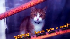 ILUMILAND – Позови кота с собой. (ILUMILAND)