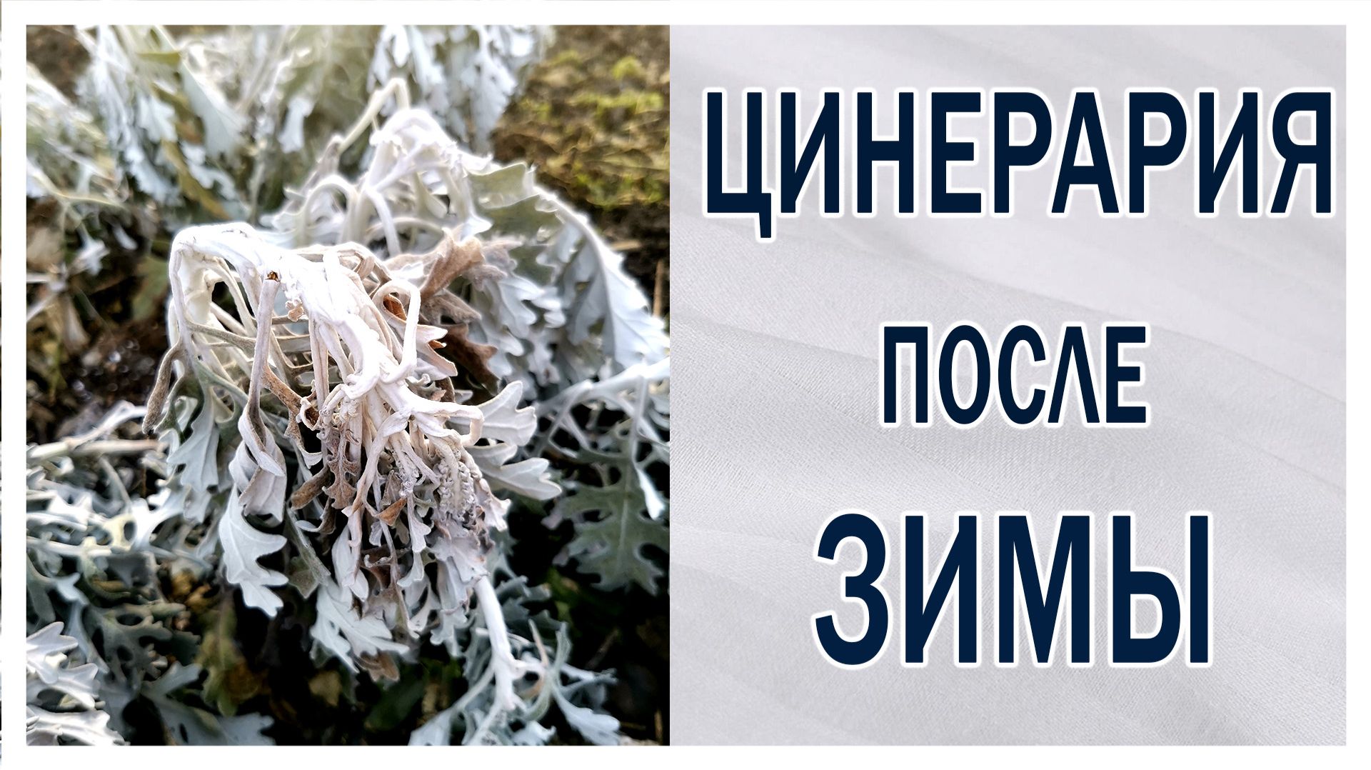 Что делать с цинерарией после зимы? Обрезка. Условия. О семенах.