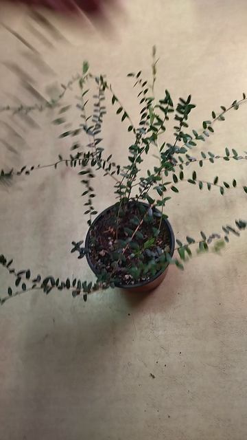 Клюква Пилигрим саженец