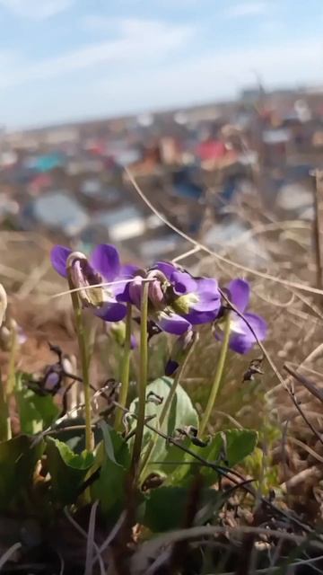 На горе зацветает

С телефона📱
#весна #апрель #небо #гора #нагоре #прогулка #день #природа