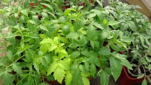 Рассада томатов. В лотках или в стаканчиках? Как лучше? 8.04.2026.