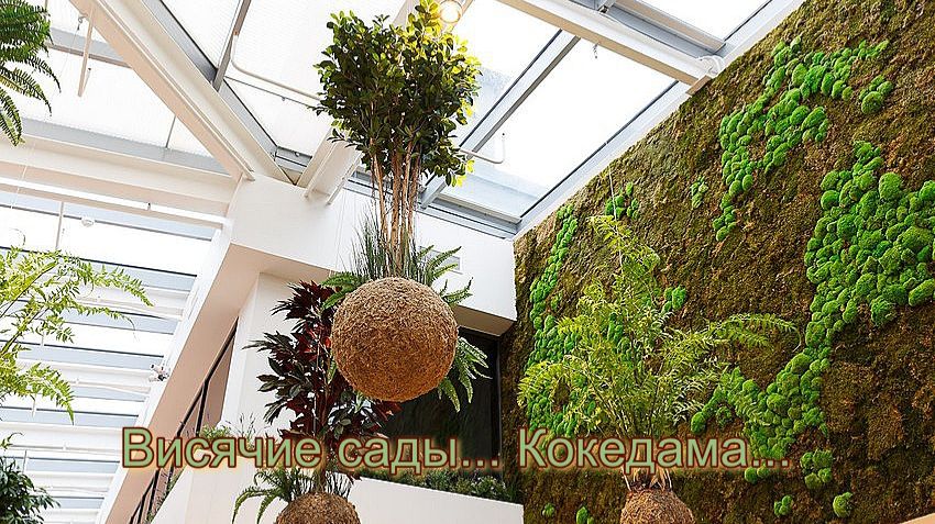 Висячие сады * Кокедама
