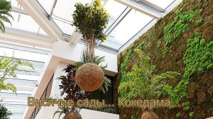 Висячие сады * Кокедама